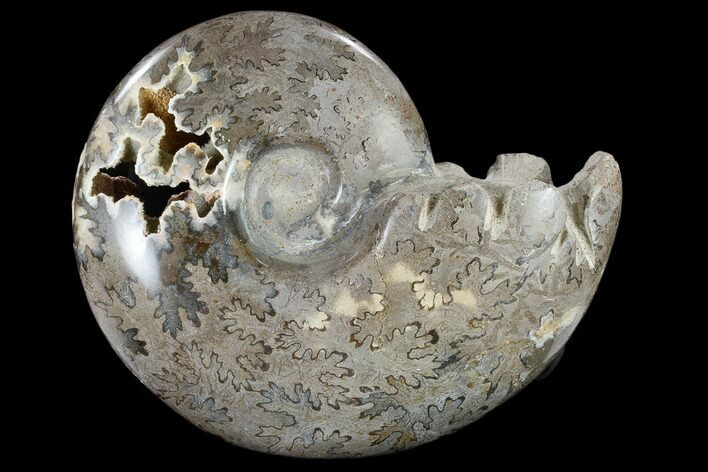 Polished Cretaceous Ammonite Fossil - Khenifra, Morocco #116711
